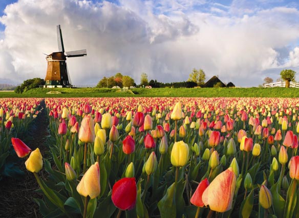 Тысяча голландских тюльпанов