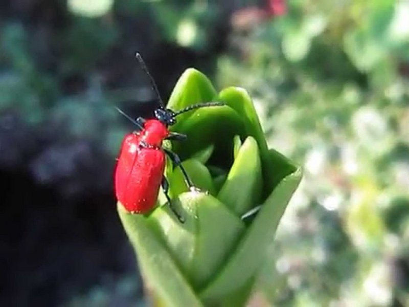 Красный жук на бутоне лилии